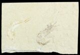 Cretaceous Fossil Shrimp & Fish - Lebanon #69999-1